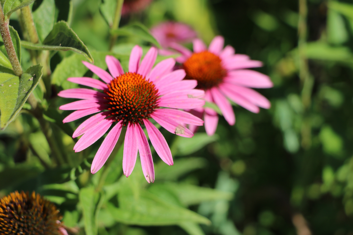 Purdue Extension, cone flowers