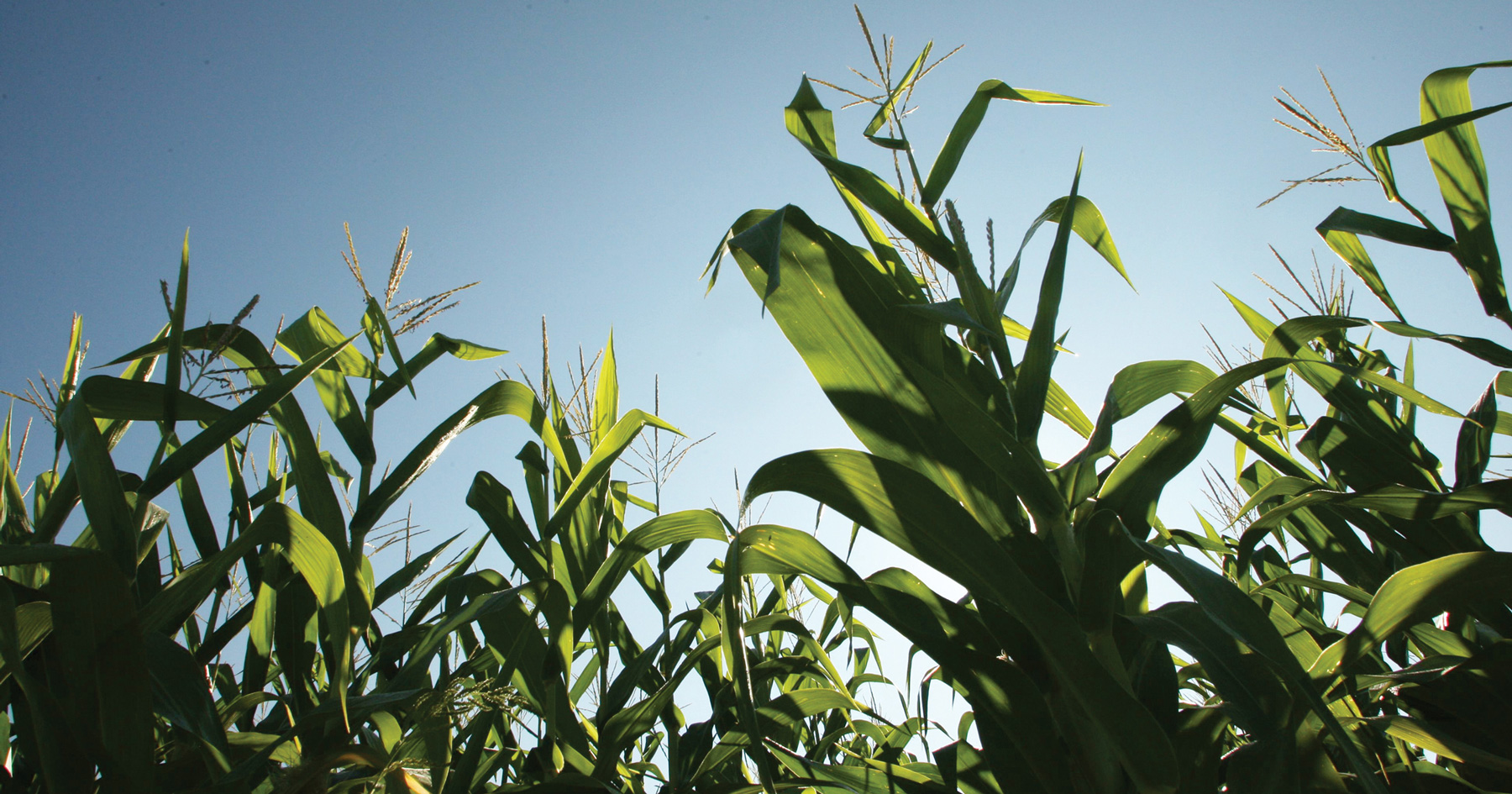 corn in Indiana