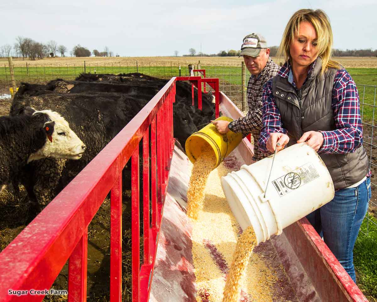 famers feeding cattle in Indiana