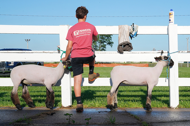 young boy looking at fence holding two sheep