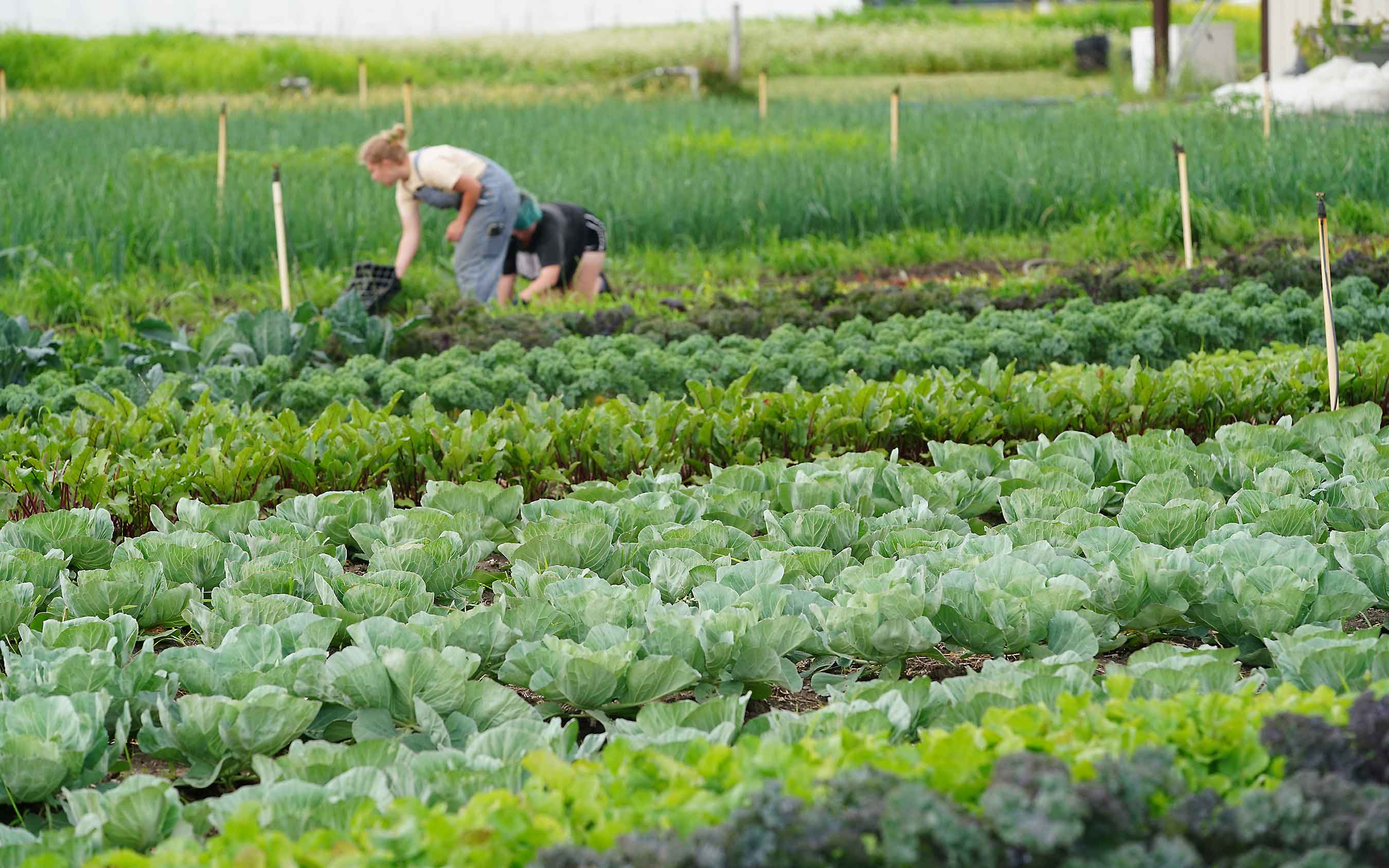 crops growing in a garden