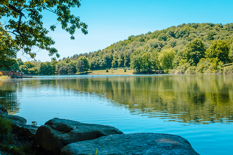 river and trees