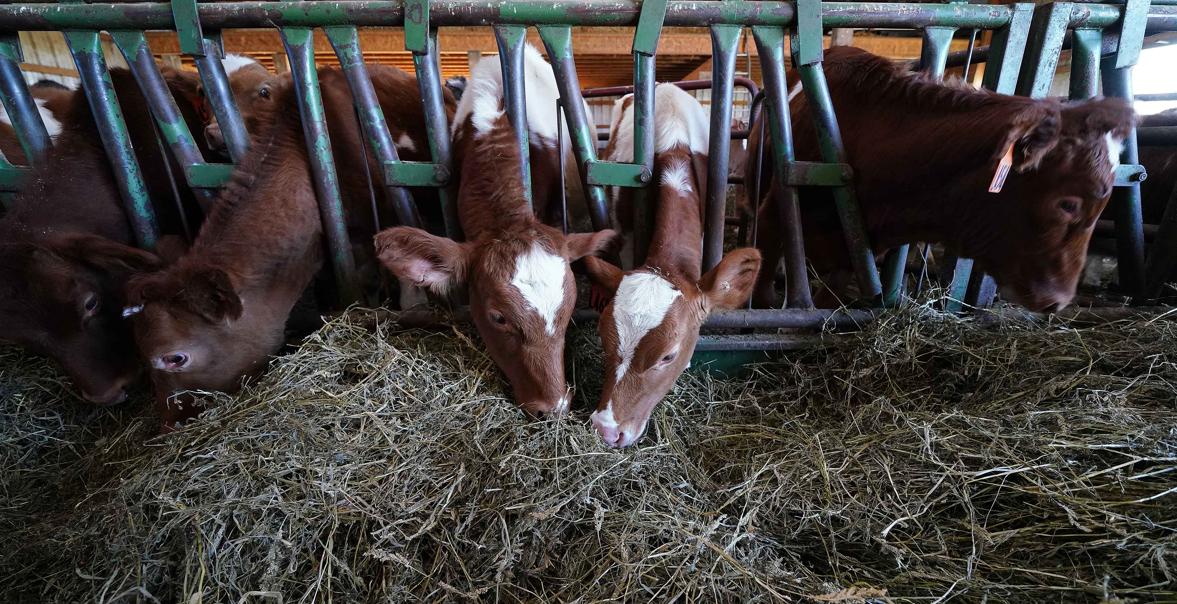 cows eating hay