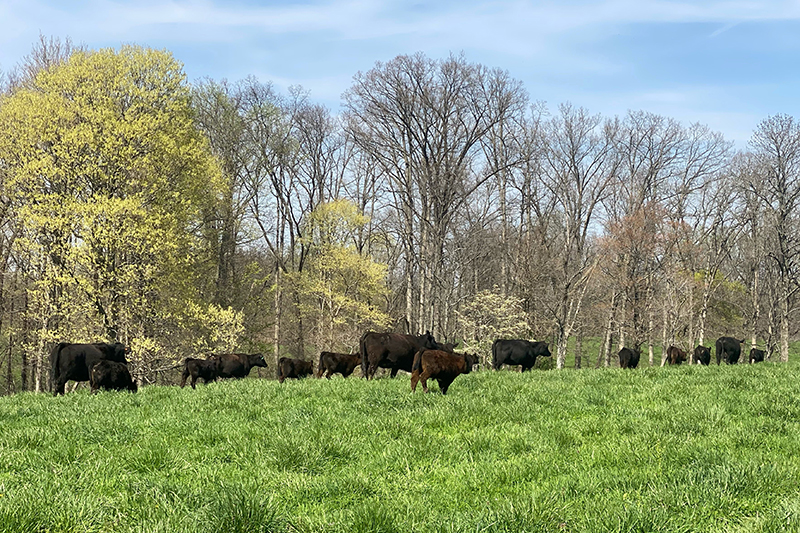 Producers are invited to attend Purdue University Extension's Twilight Tour at Feldun Purdue Agricultural Center on June 25. (Photo provided by Ron Lemenager)