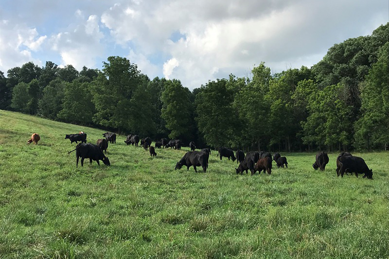 cattle grazing in a field