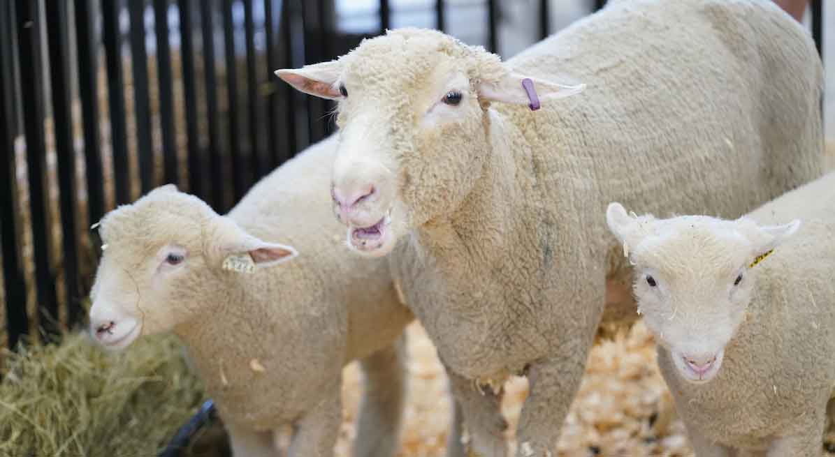 sheep