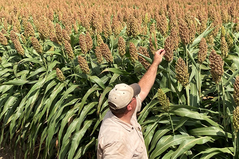Sorghum in field