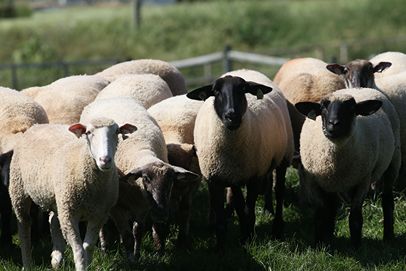 Symposium sessions include:   · “Marketing Your Lamb” — “Lamb-bassador” Nick Forrest, Forrest Family Farm · “Benefits of Wool Pelleting in Indiana” — Whitney Schlegel, Marble Hill Farm · GEMS national sheep research project — Luiz Brito, Purdue associate professor of animal sciences    “We are very excited about the program we have put together for this year's symposium,” said Smith. “It is a great mix of pertinent topics impacting the Indiana sheep industry. I hope you can join us.”   All sessions will take place in the Habecker Dining Commons and the attached lobby. Breakfast (pastries and coffee) and lunch are included in the $30 registration fee. Registration begins at 9 a.m. ET, and the welcome message from ISA President Jane Smith will be at 9:45 a.m. If interested, register here; more information is available on the ISA website.   About the Indiana Sheep Association   The Indiana Sheep Association is one of the oldest livestock organizations in Indiana. It was originally founded as the Indiana Wool Growers Association in 1876 to encourage local shepherds to come together to share ideas and expertise, to promote lamb and wool in the state, and to educate our communities about the value of sheep and the sheep industry.   About the Indiana Sheep and Wool Market Development Program   The Indiana Sheep and Wool Market Development Program was created to support educational, promotional and research efforts involving sheep in Indiana. Funds for the council are collected from the sale of all sheep in Indiana — 0.5% of the net market price of each sheep sold. All funds collected by stockyards, sale managers, producers and others should be sent to the council’s business office at Purdue. See https://indianasheep.com/checkoff.php for more information.