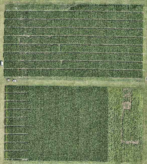 2024 photos of two corn research field sites at Pinney Purdue Ag Center.
