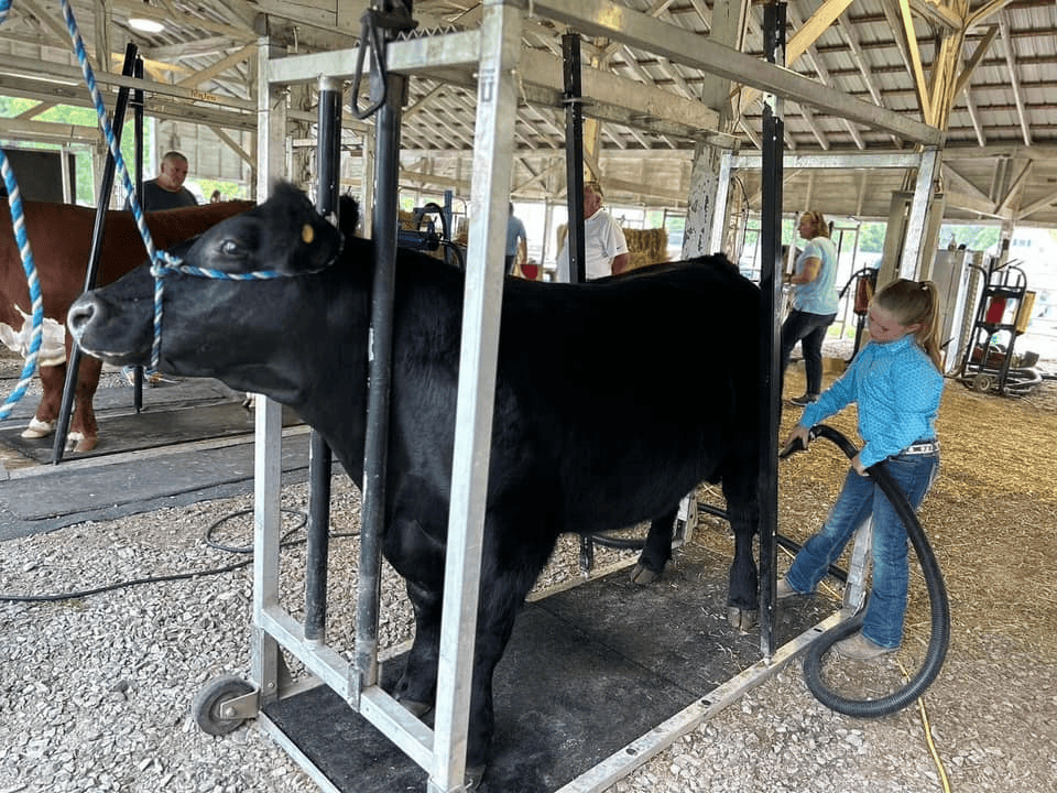 Young Indiana 4-Her preparing her show cow at the fairgrounds.