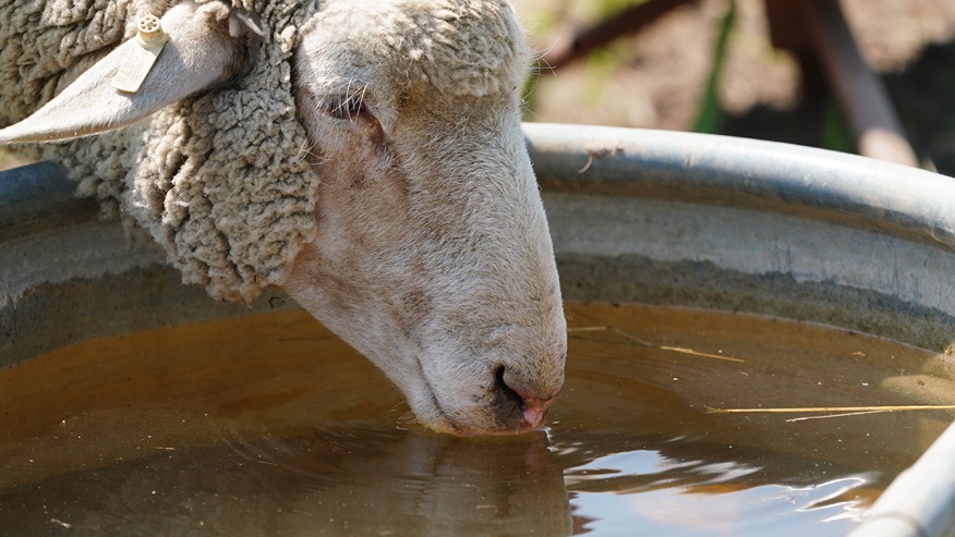 A sheep is drinking water from a trough.