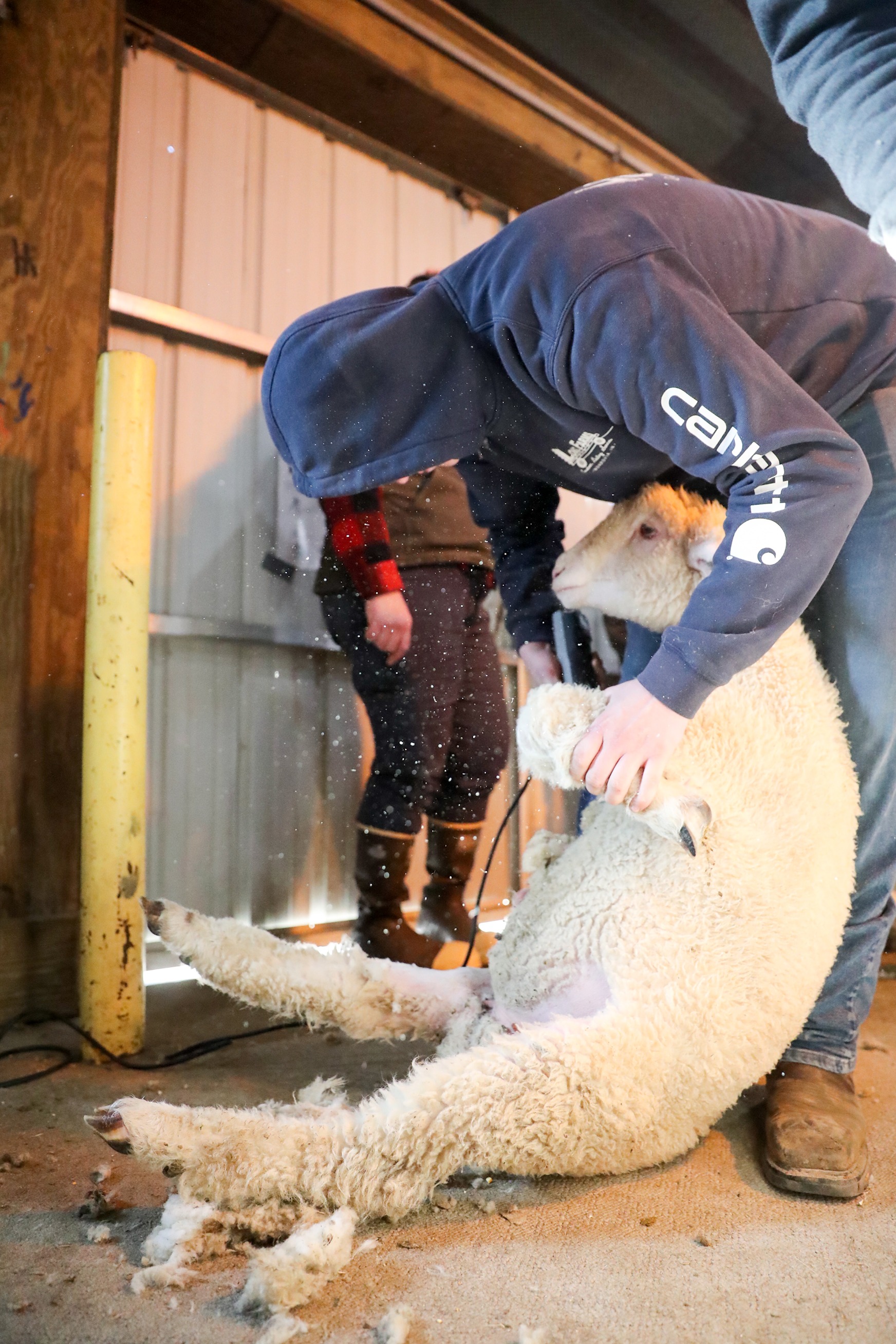 A sheep is being sheered.