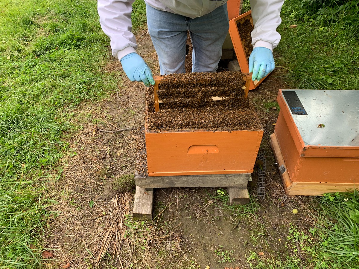 A beekeeper examines the inside of a bee box); Pollinators_2024-queen-rearing-class