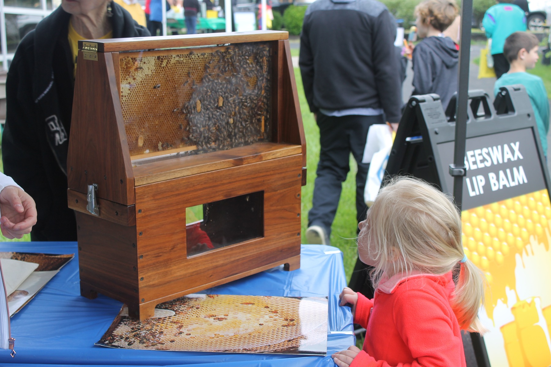 A girl looks at a transparent box with worker bees on a frame with honeycomb