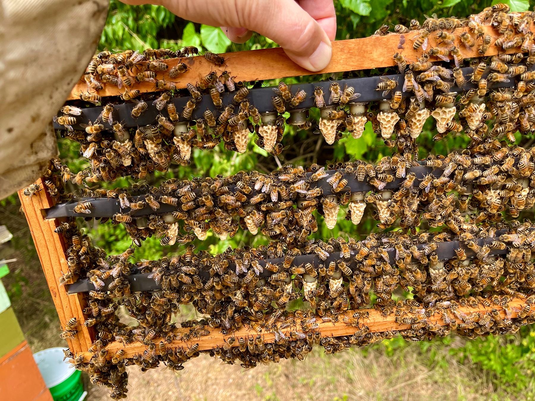 Worker bees attend to new, artificial queen cells
