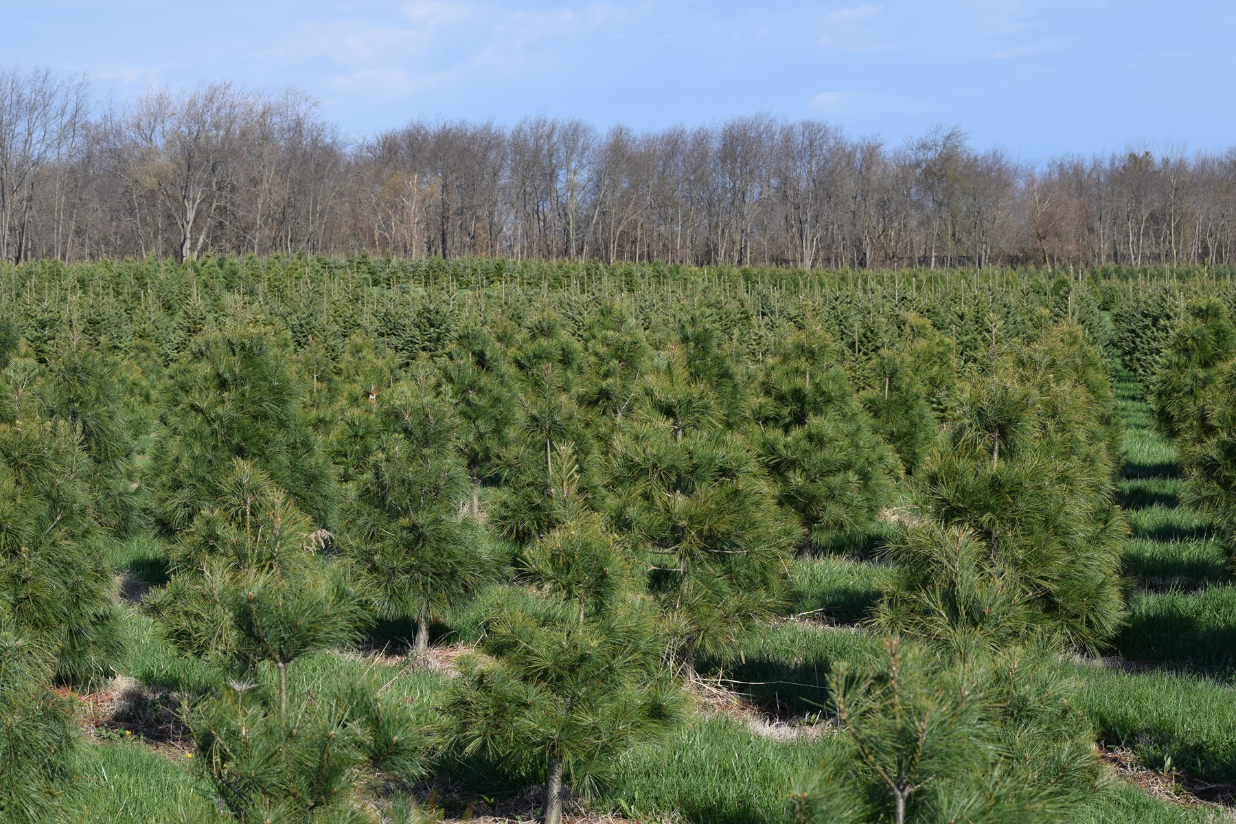Small Christmas trees growing in rows