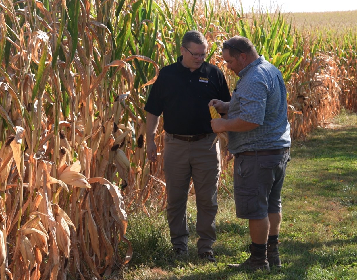 Two male researchers working on cornfield