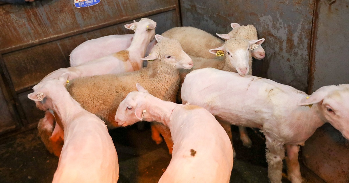 Sheared sheep stand in a pen