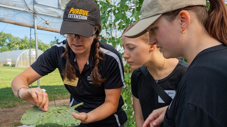 An Extension specialist shows holes in a leaf to two attendees.