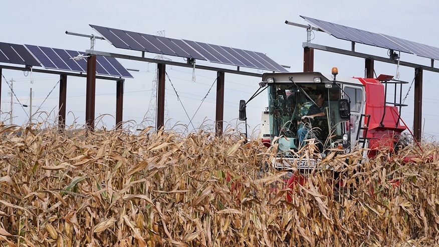 A combine harvests corn grown near solar panels.