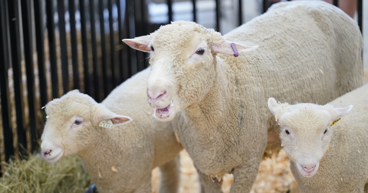 Three sheep stand together