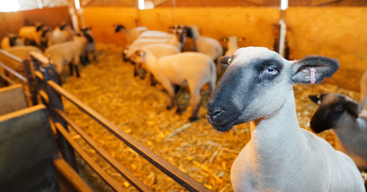 A sheep pokes his head out of above a metal rail with other sheep in the background