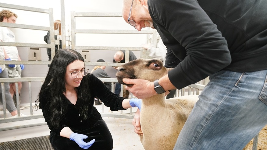 A woman in nitrile gloves examines a sheep while a man holds the sheep in place.