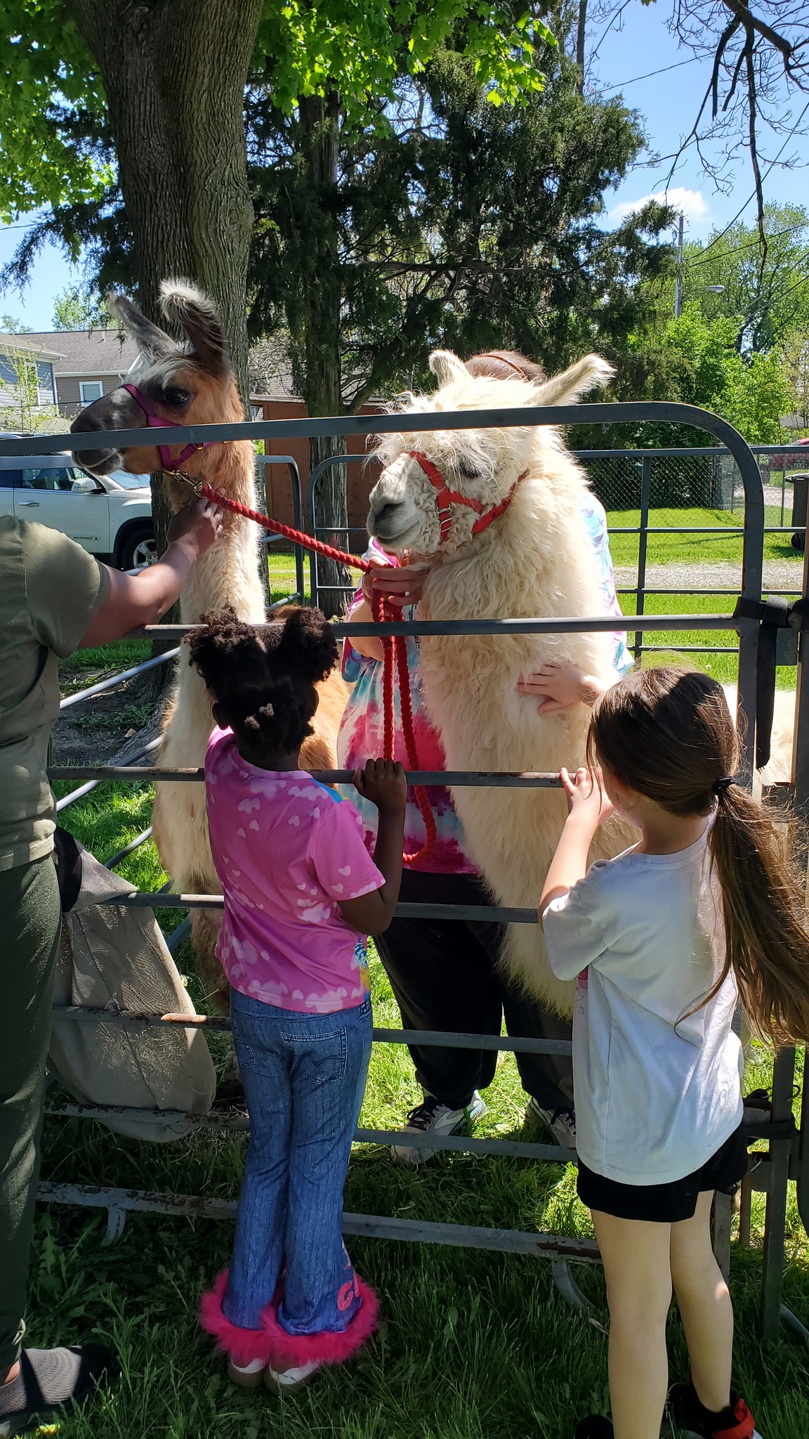 Children petting llamas