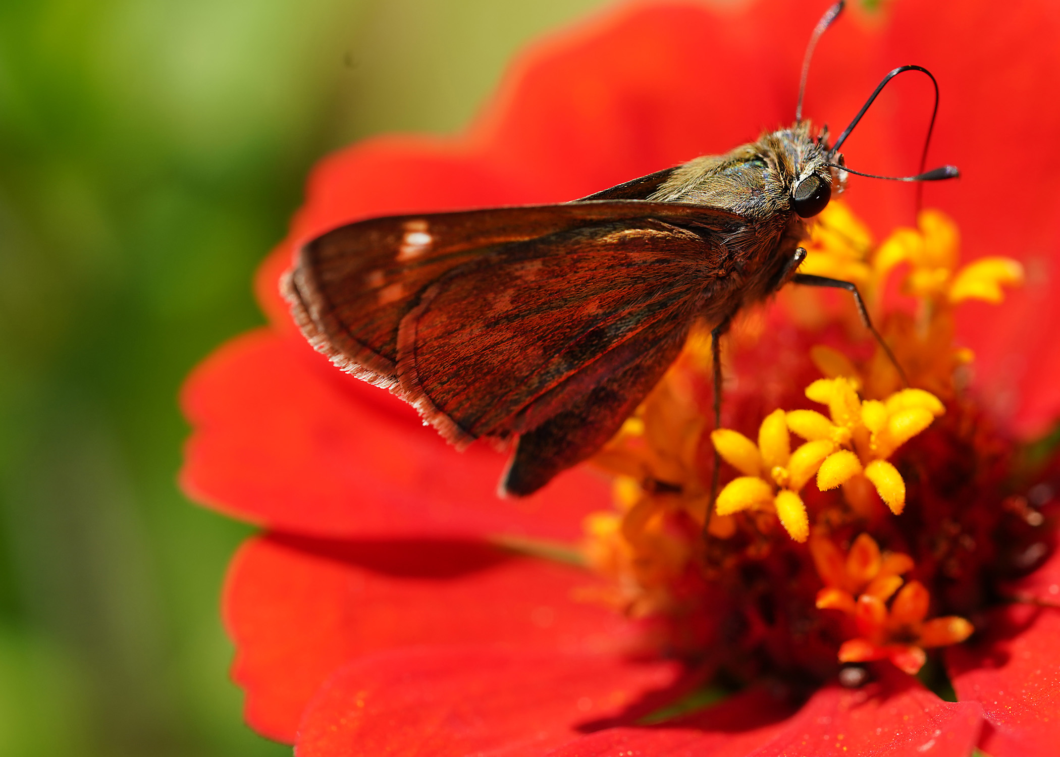butterfly