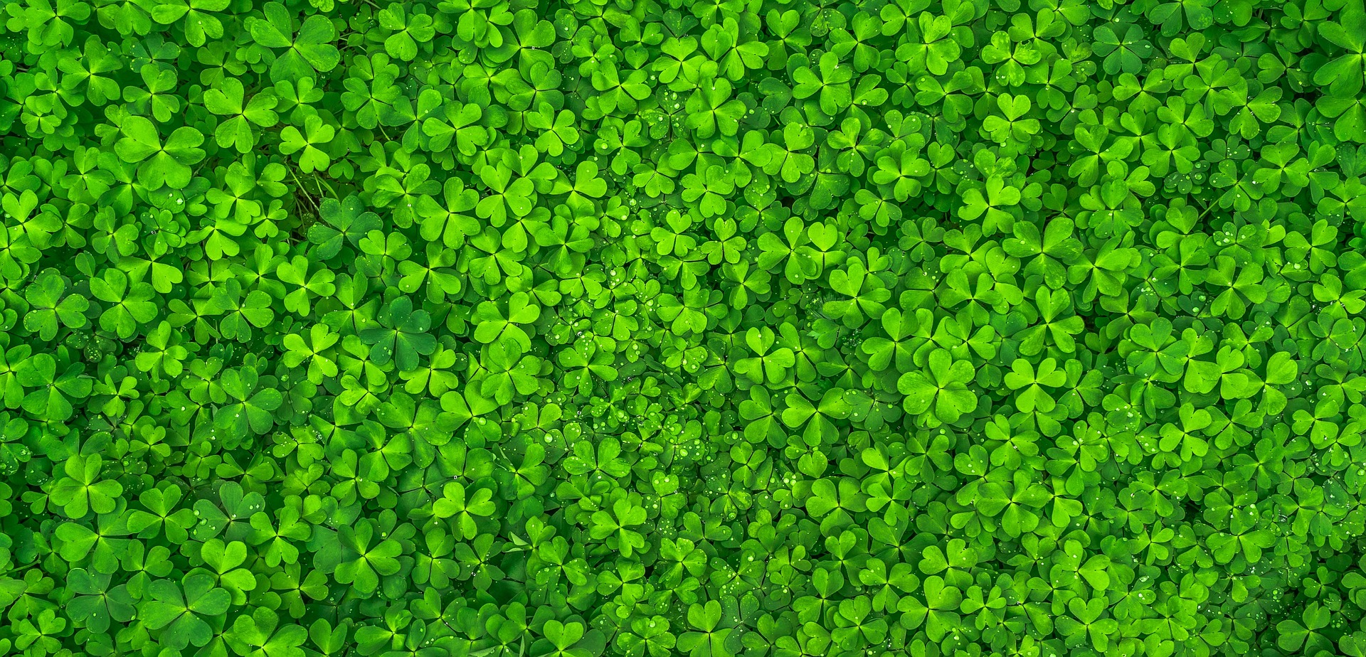Clover