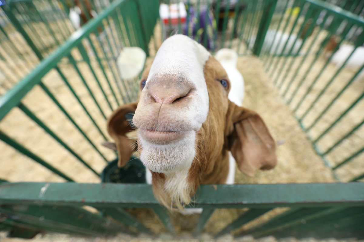 Goat
