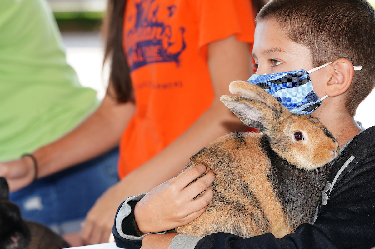 Rabbit