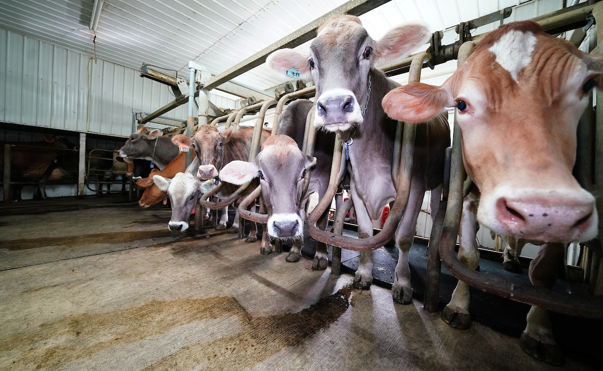 Dairy cows