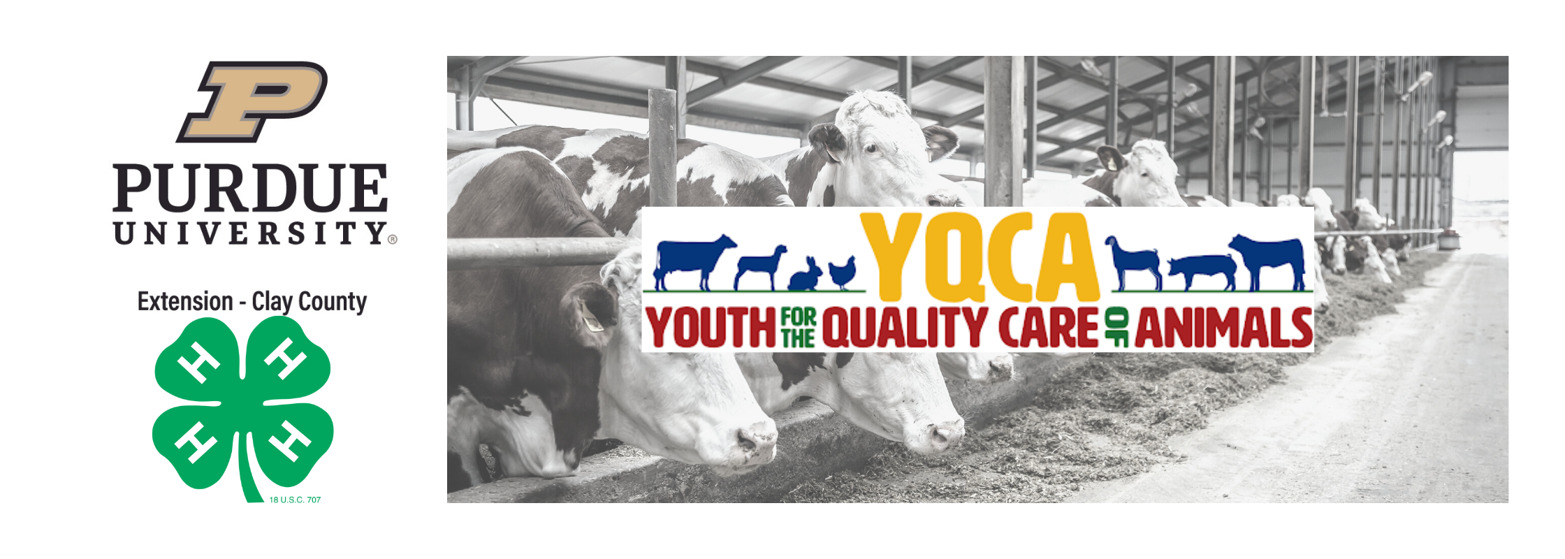 Yqca