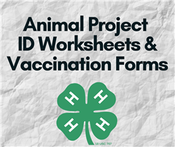 Animal Project- 4-h