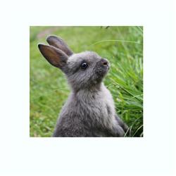 bunny.jpg