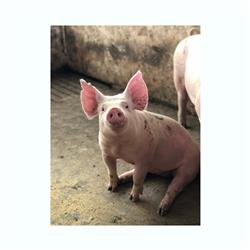 pig.jpg