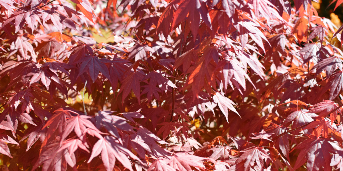tree leaves