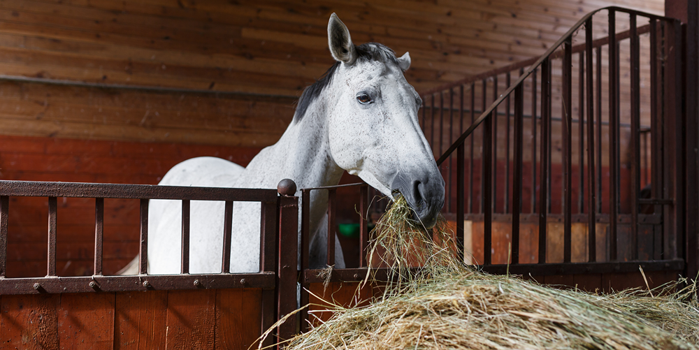 White/gray horse eating hay
