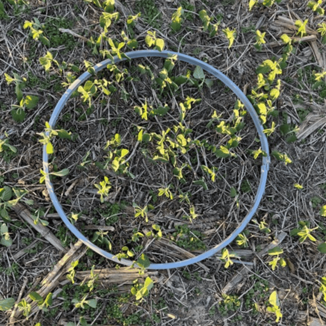 Field with soybean harvest loss