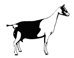 dairyGoat.jpg