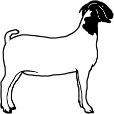 meatgoat.jpg