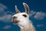 LlamaEnrollment.jpg