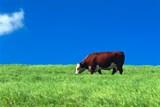 beefEnrollment.jpg