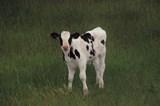 dairyEnrollment.jpg