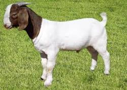 goatEnrollment.jpg