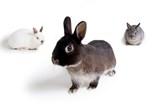 rabbitInformation.jpg