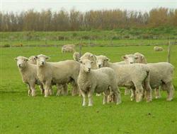 sheepEnrollment.jpg