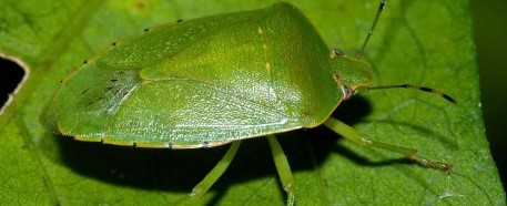 Figure 1. Green Stink Bug (Native)