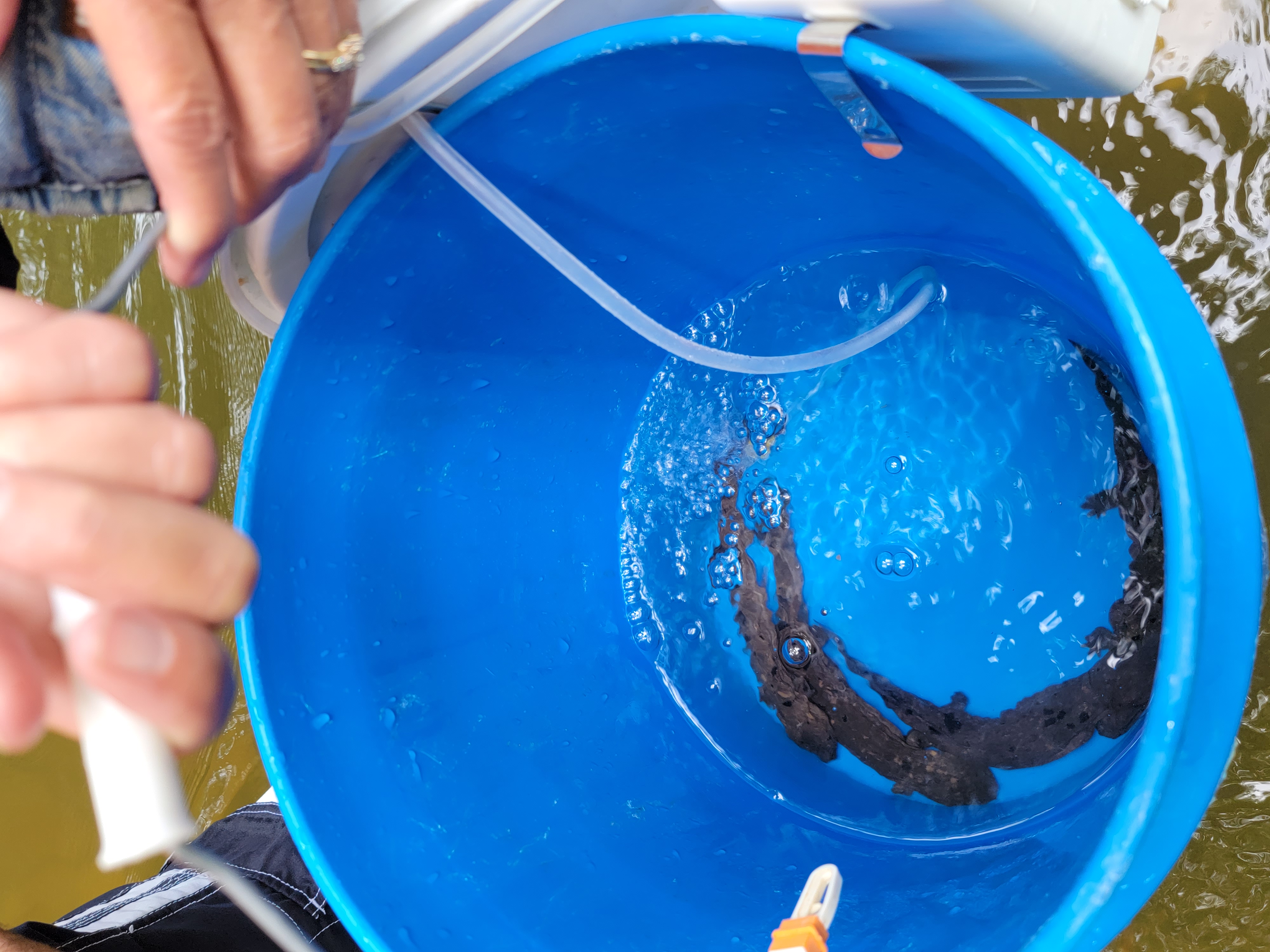 Hellbenders in a bucket